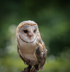 A barn owl closeup in a falcrony in saarland at summer, copy space