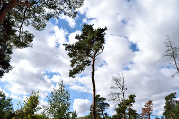 landscape, forest trees against the sky