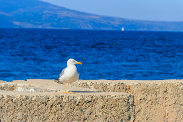 Fototapeta na wymiar Portrait of the seagull against the Black sea
