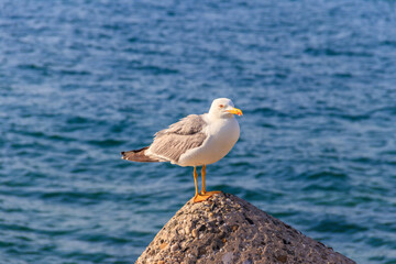 Portrait of the seagull against the Black sea