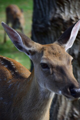 A young sika deer is walking in the autumn park.