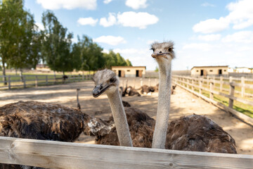Many big african ostrich birds walking in paddock with wooden fence on poultry farm yard against blue sky on sunny day. Flock of curious hungry flightless bird - obrazy, fototapety, plakaty