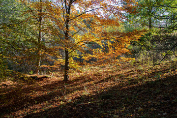 Beech with yellow and orange leaves in the autumn forest in an early sunny morning