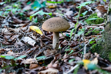 small mushroom in autumn foliage in the park
