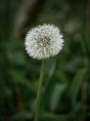 Macro delicate white fluffy dandelion wildflower in dreamy spring forest garden