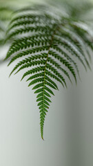 Macro green fern growing in sunny indoor room background texture