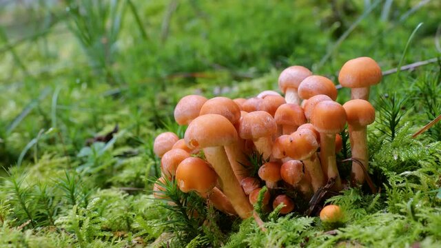 Eine Gruppe Rauchbl&auml;ttriger Schwefelk&ouml;pfe  (Hypholoma capnoides)