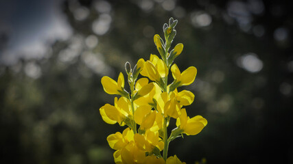 Beautiful yellow wildflower in sunny summer mountain garden