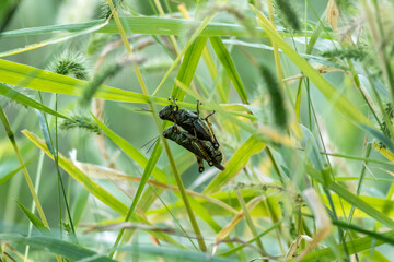 Grasshoppers in late summer mating soft green background