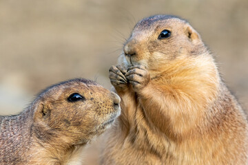 Black Tailed Prairie Dog, Cynomys, closeup eating 