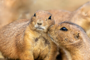 Two Black Tailed Prairie Dogs touching faces with third in background