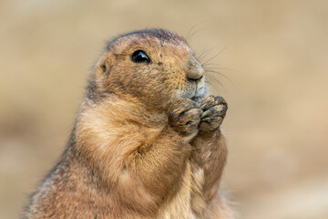 Black Tailed Prairie Dog, Cynomys, closeup eating 