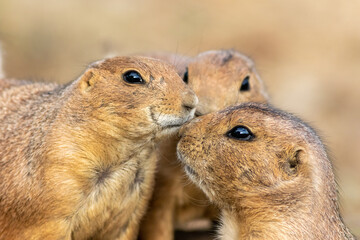Two Black Tailed Prairie Dogs touching faces with third in background