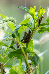 Grasshoppers in late summer mating soft green background