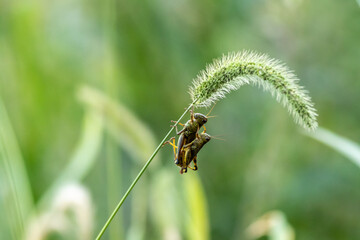 Grasshoppers in late summer mating soft green background