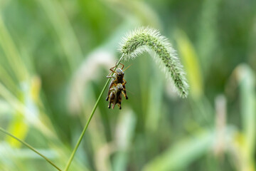 Grasshoppers in late summer mating soft green background