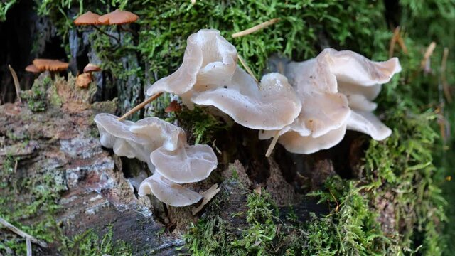 Eispilz oder Gallertartiger Zitterzahn (Pseudohydnum gelatinosum)	