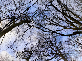 tree branches against blue sky