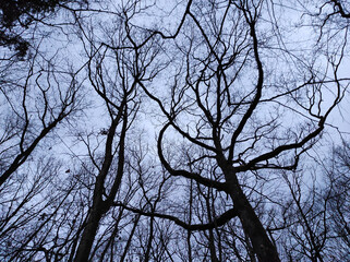 tree branches against sky