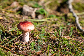 small mushroom in autumn foliage in the park