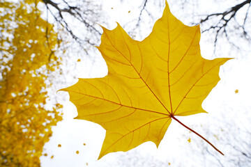 Autumn leaf fall. A yellow-orange maple leaf has fallen from a tree branch and is flying in the wind