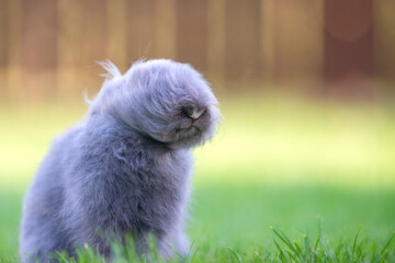 Cute grey fluffy rabbit sitting on grass backyard.