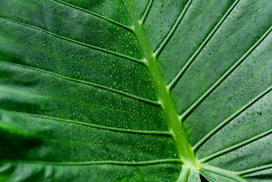 elephant leaf macro
