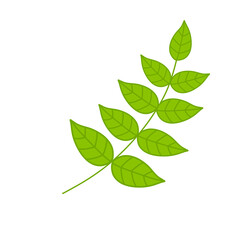 Branch with green leaves. Plant and part of tree. Symbol of freshness. Flat cartoon illustration isolated on white