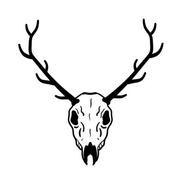 Skull of deer. Hunting trophy with horns. Antler of stag or reindeer. Scary black and white drawing for Halloween. Cartoon illustration isolated on white