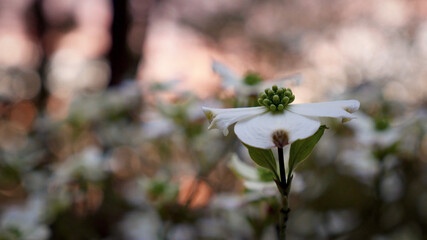 Macro of delicate dogwood tree flower blossom in spring garden at sunset sunrise