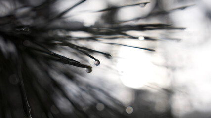 Macro of delicate pine needles covered in dew melted snow rain drops in dark moody winter forest