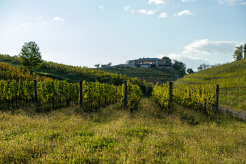 Fototapeta na wymiar vineyard on a hill in the evening in early autumn
