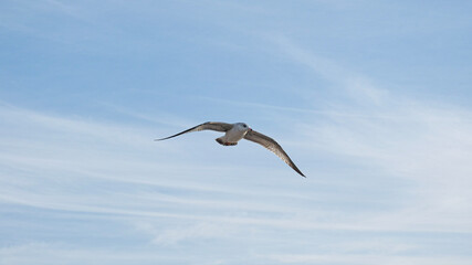 Fototapeta na wymiar Seagull flies thru bright clear blue sky over sandy beach as waves roll in on Pacific Baja California coast