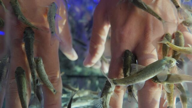 Woman puts her hands in aquarium with Red Garra or Garra Rufa fishes also known as Doctor Fish or Nibble Fish. Spa attraction for tourists. Slow motion.