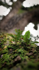 Small fern and moss growing on live oak tree trunk in moody summer garden