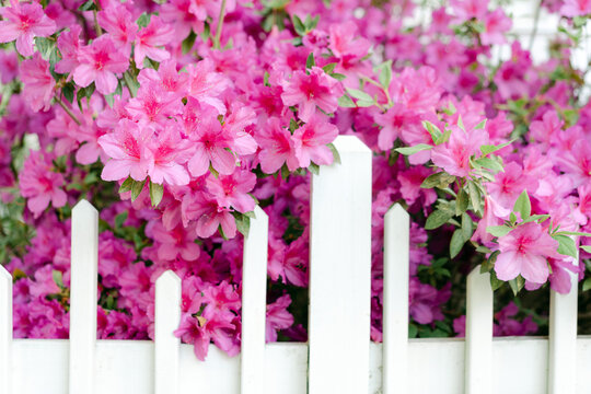 Colorful pink azaleas
