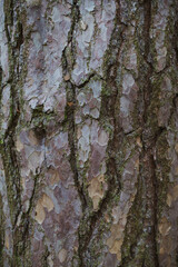 Tree Bark Texture