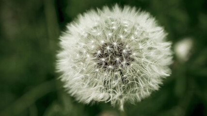 Macro delicate white fluffy dandelion wildflower in dreamy spring forest garden