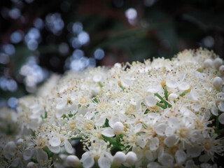 Delicate white wildflowers on tree branch in moody spring garden