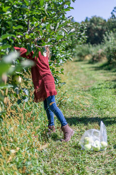 Young girl leaning into apple tree picks ripe red fruit