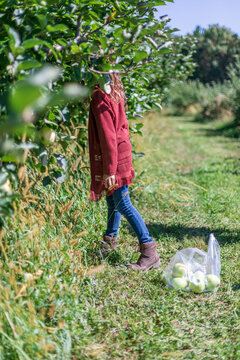 Girl leans into apple tree next to bag of ripe apples