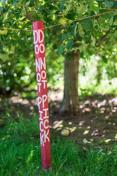 A red hand-painted "Do Not Pick" sign at apple orchard