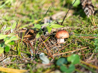 small mushroom in autumn foliage in the park