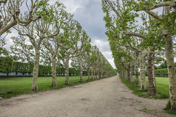 Public Park of Observatory at terrace of old castle of Meudon. Central alley lined with plane trees. Municipality of Meudon (in southwestern suburbs of Paris), Hauts-de-Seine, Ile-de-France, France.