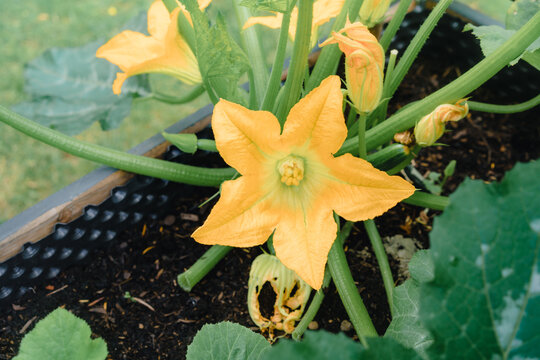 Zuchhini plants in the garden