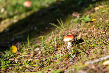 small mushroom in autumn foliage in the park