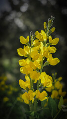 Beautiful yellow wildflower in sunny summer mountain garden