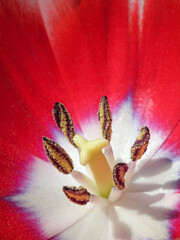 Macro of red and white Tulip flower petals in sunny spring garden