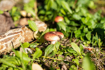 small mushroom in autumn foliage in the park