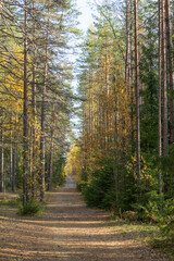 Trail in forest. Beautiful empty country road in autumn woods with yellow and orange leaves on trees, foggy cold morning and sunny october weather. Fall in nature. Seasonal natural beauty concept